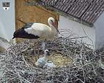 Capi_Dubne_20260606_153004.jpg