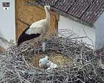 Capi_Dubne_20260606_153502.jpg