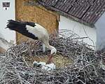 Capi_Dubne_20260606_154003.jpg