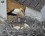 Capi_Dubne_20260606_155502.jpg