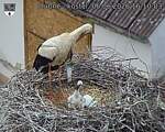 Capi_Dubne_20260606_161003.jpg