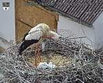Capi_Dubne_20260606_164002.jpg