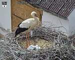 Capi_Dubne_20260606_164503.jpg