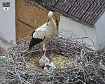 Capi_Dubne_20260606_165003.jpg