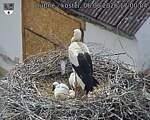 Capi_Dubne_20260606_170004.jpg