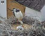 Capi_Dubne_20260606_171002.jpg
