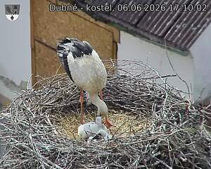 Capi_Dubne_20260606_171002.jpg (1350&nbsp;x&nbsp;1080)