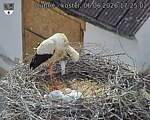 Capi_Dubne_20260606_172502.jpg