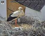 Capi_Dubne_20260606_173002.jpg