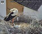 Capi_Dubne_20260606_174503.jpg