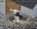 Capi_Dubne_20260606_180002.jpg