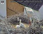 Capi_Dubne_20260606_180502.jpg
