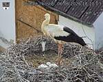 Capi_Dubne_20260606_182003.jpg