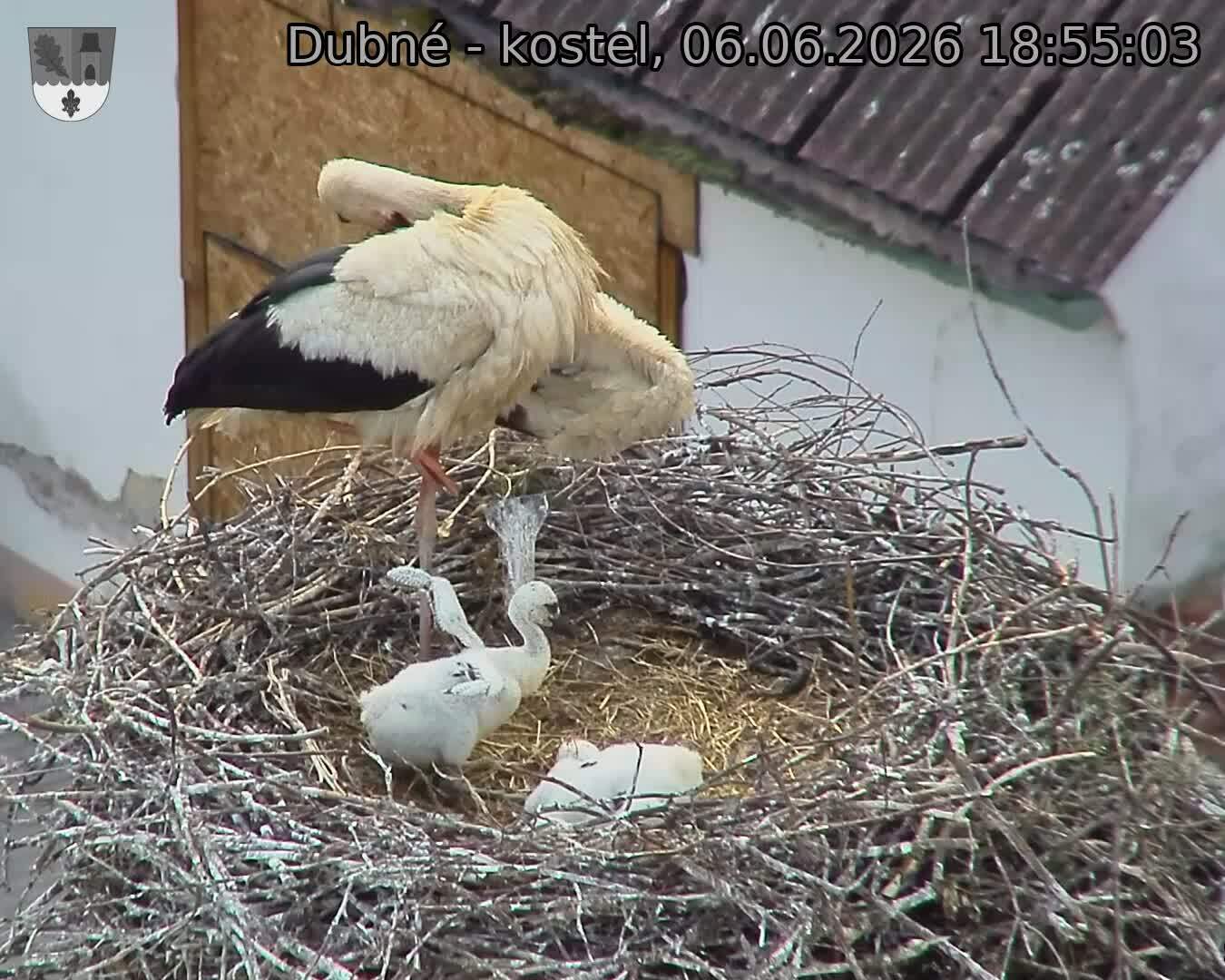 Capi_Dubne_20260606_185503.jpg (1350&nbsp;x&nbsp;1080)