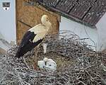 Capi_Dubne_20260606_192004.jpg