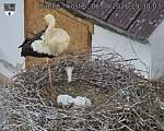 Capi_Dubne_20260606_193003.jpg