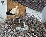 Capi_Dubne_20260606_193504.jpg