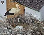 Capi_Dubne_20260606_194004.jpg