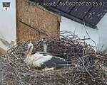 Capi_Dubne_20260606_202502.jpg