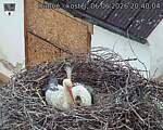 Capi_Dubne_20260606_204004.jpg