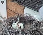 Capi_Dubne_20260606_211003.jpg