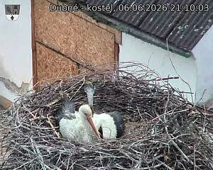 Capi_Dubne_20260606_211003.jpg (1350&nbsp;x&nbsp;1080)