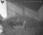 Capi_Dubne_20260606_222502.jpg