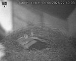 Capi_Dubne_20260606_224003.jpg
