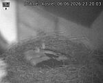 Capi_Dubne_20260606_232003.jpg