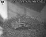 Capi_Dubne_20260606_232503.jpg