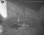 Capi_Dubne_20260607_003003.jpg