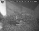 Capi_Dubne_20260607_013503.jpg