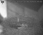 Capi_Dubne_20260607_014502.jpg