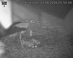 Capi_Dubne_20260607_015004.jpg