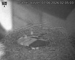 Capi_Dubne_20260607_020503.jpg