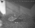Capi_Dubne_20260607_021003.jpg