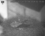 Capi_Dubne_20260607_023502.jpg