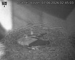 Capi_Dubne_20260607_024503.jpg