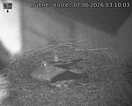 Capi_Dubne_20260607_031003.jpg