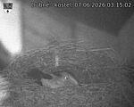 Capi_Dubne_20260607_031502.jpg