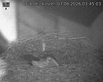 Capi_Dubne_20260607_034503.jpg