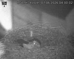 Capi_Dubne_20260607_040002.jpg