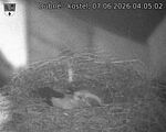 Capi_Dubne_20260607_040502.jpg