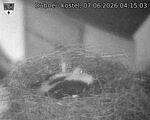 Capi_Dubne_20260607_041503.jpg