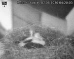 Capi_Dubne_20260607_042003.jpg