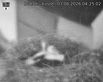 Capi_Dubne_20260607_042502.jpg