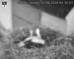 Capi_Dubne_20260607_043003.jpg