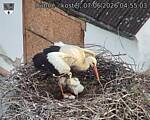Capi_Dubne_20260607_045503.jpg
