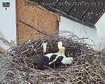 Capi_Dubne_20260607_050003.jpg