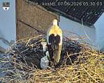 Capi_Dubne_20260607_053003.jpg